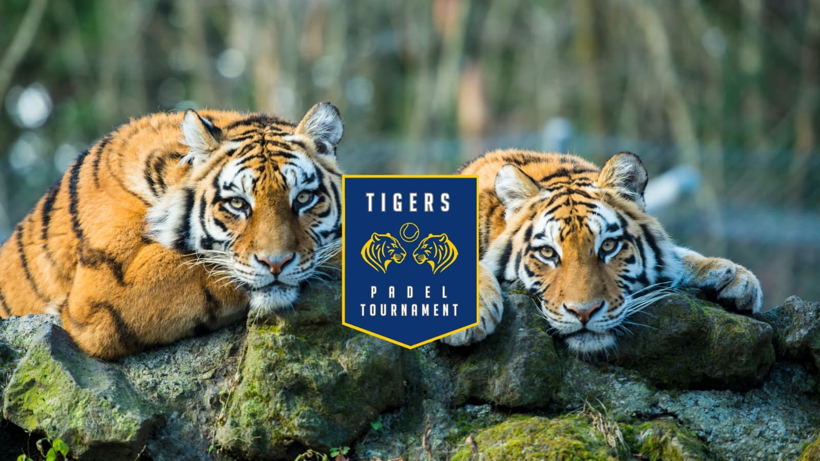 Tigers