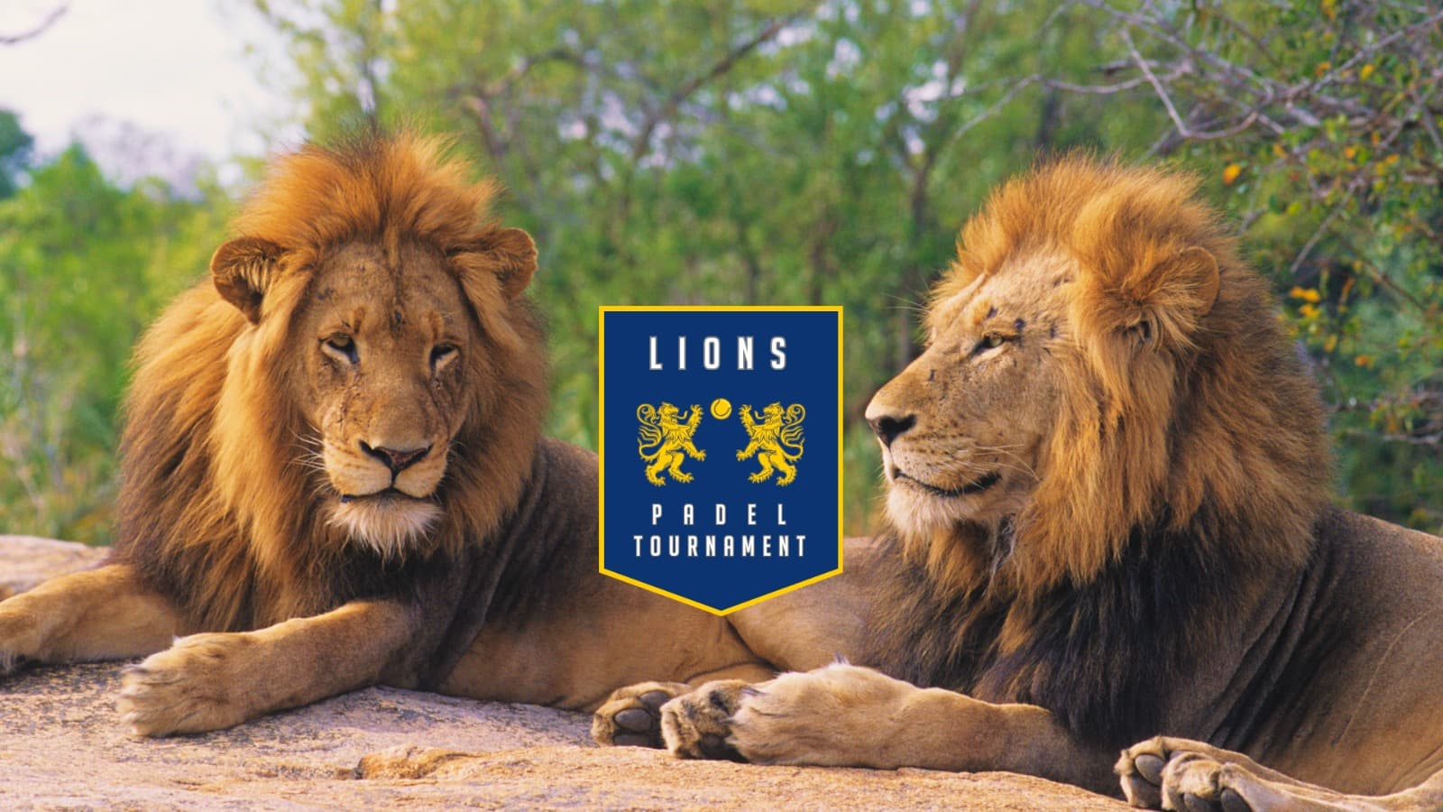 Lions