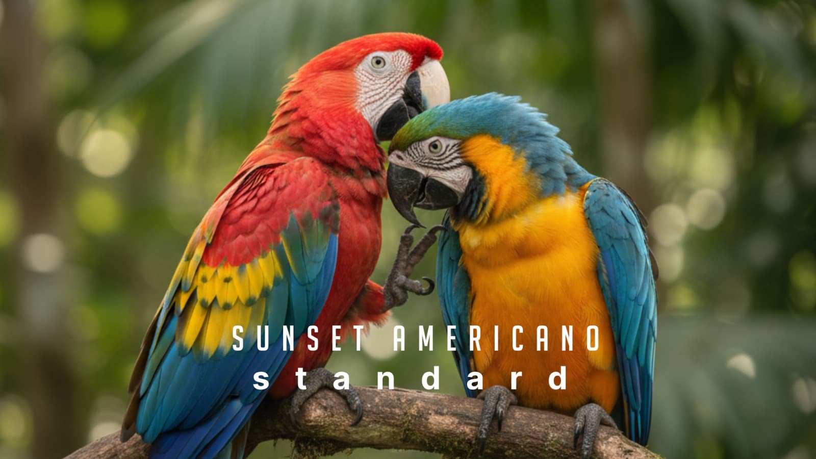 Americano Standard