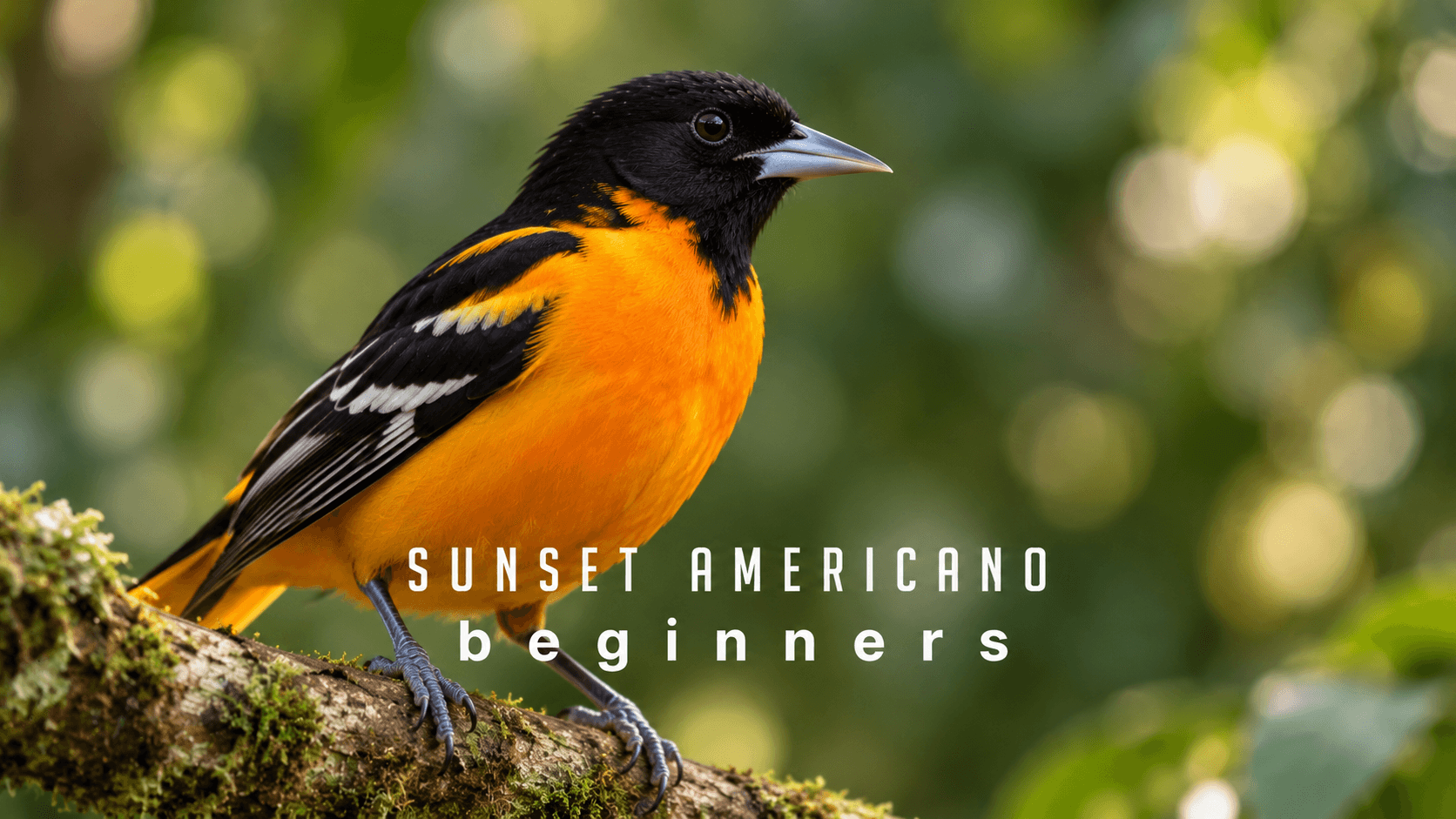 Americano Beginners
